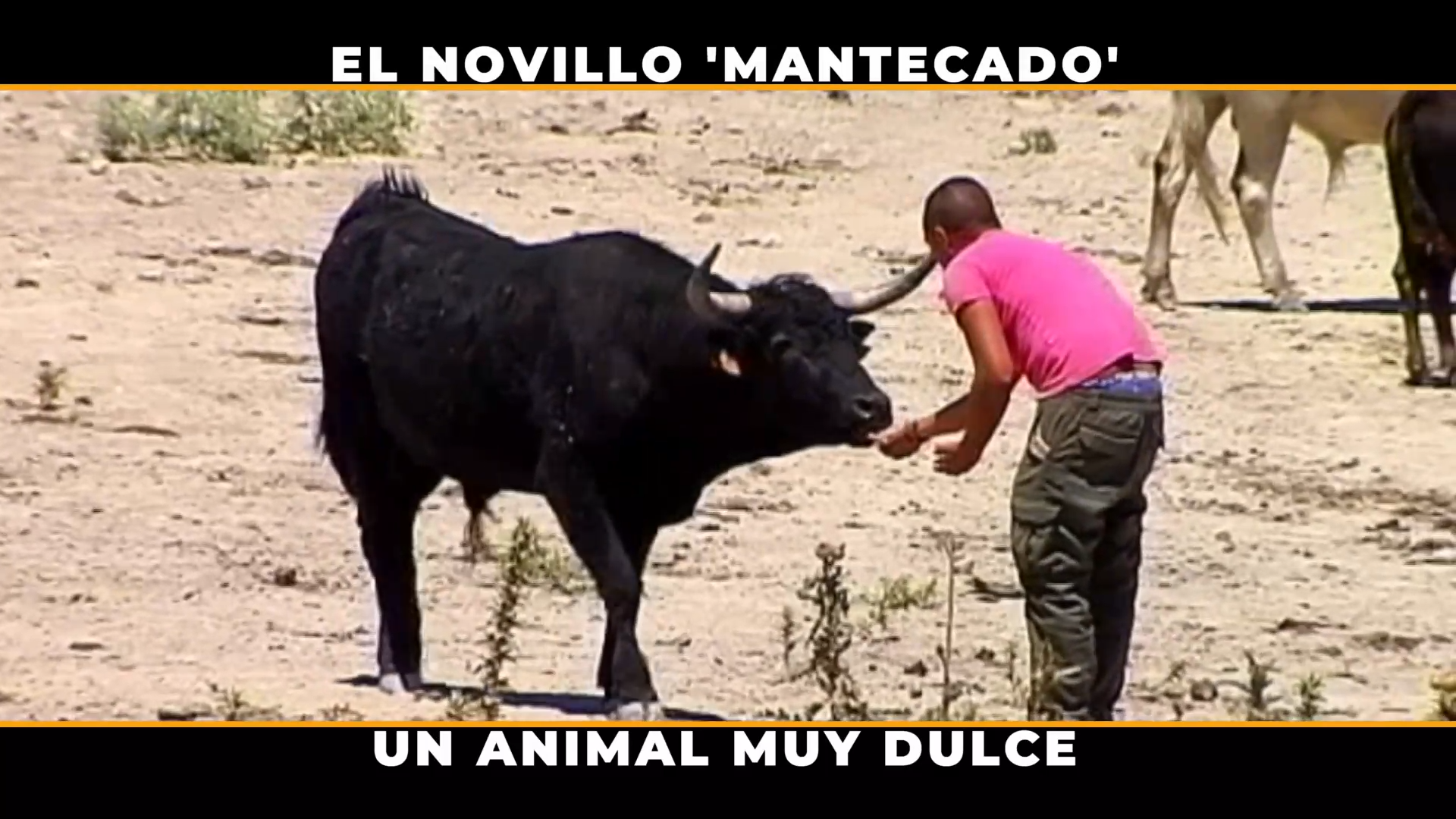 Toros para todos
