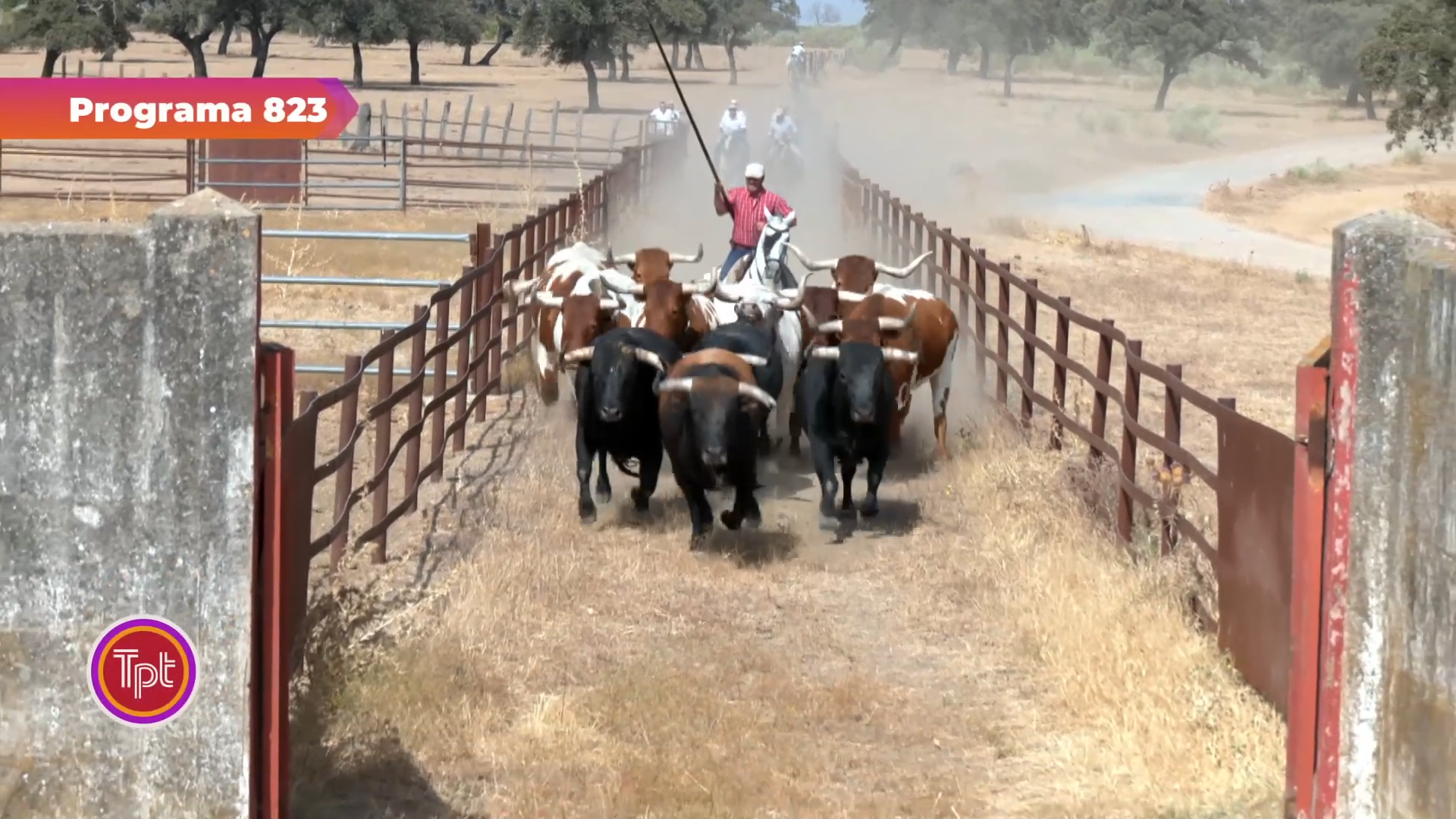 Toros para Toros