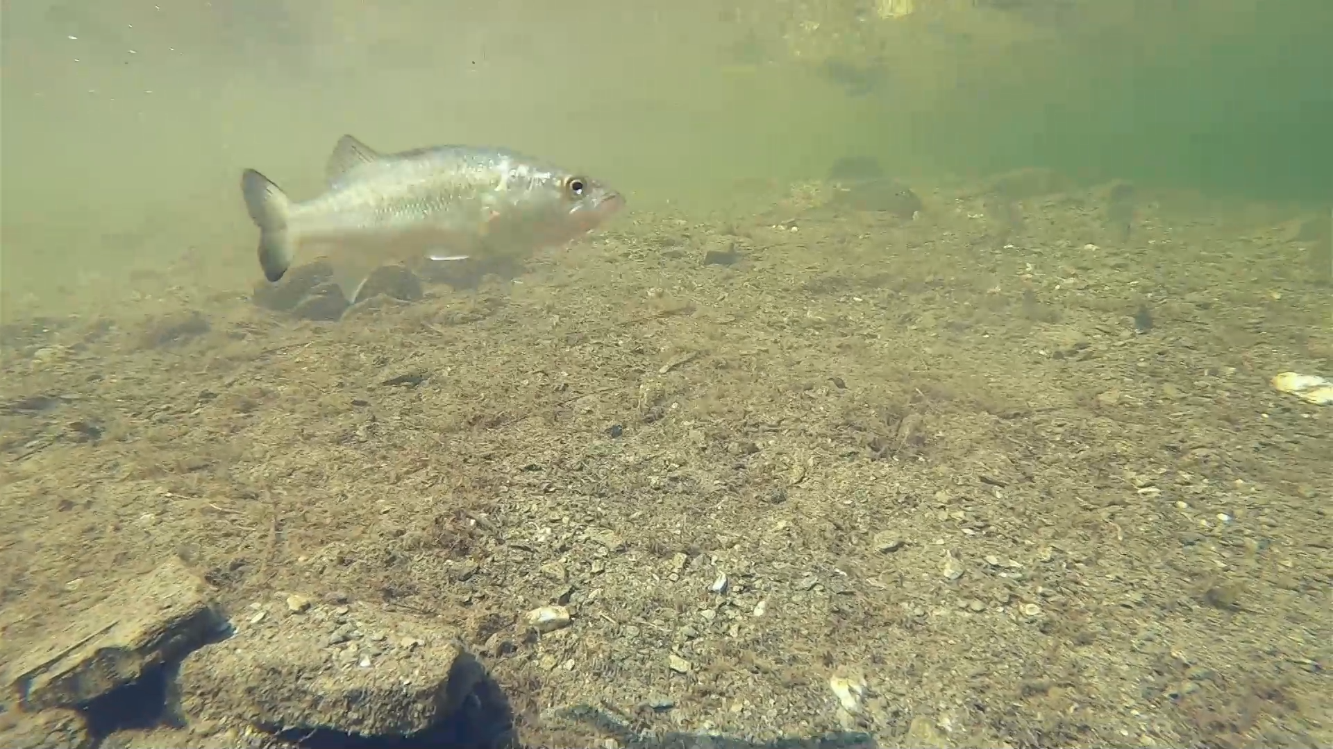 La caza del conejo y la pesca del black-bass 