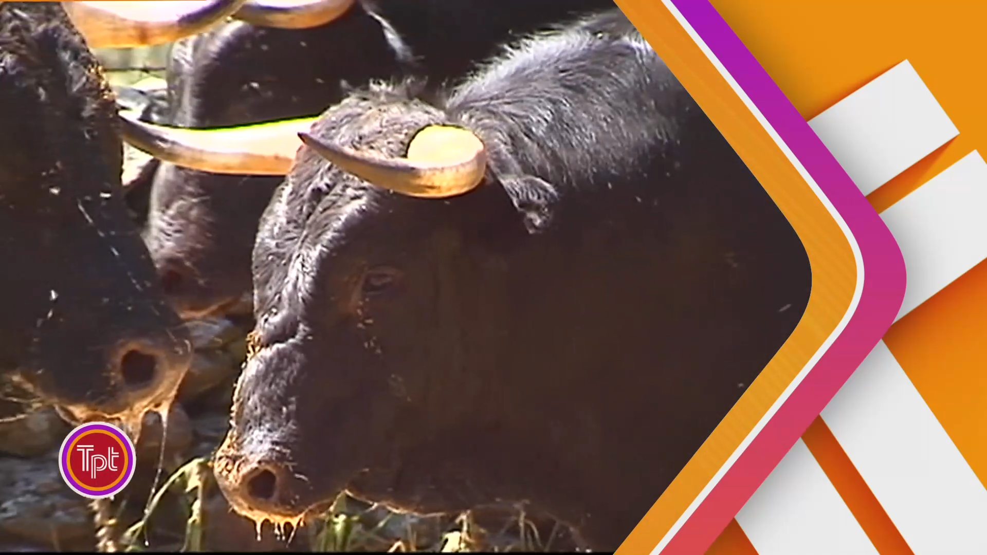  Becerritos de la manada y la cura del toro en el campo